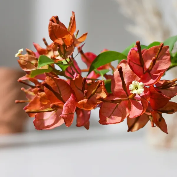 Tanglong_Orange_Bougainvillea_Flower_Plant