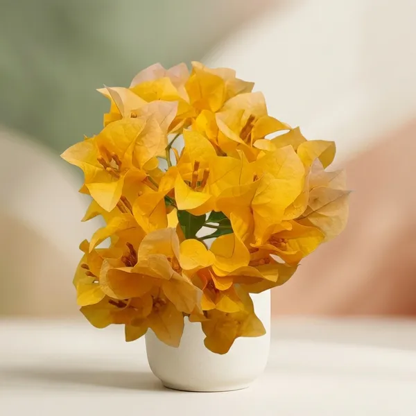 California_Gold_Bougainvillea_Flower_Plant