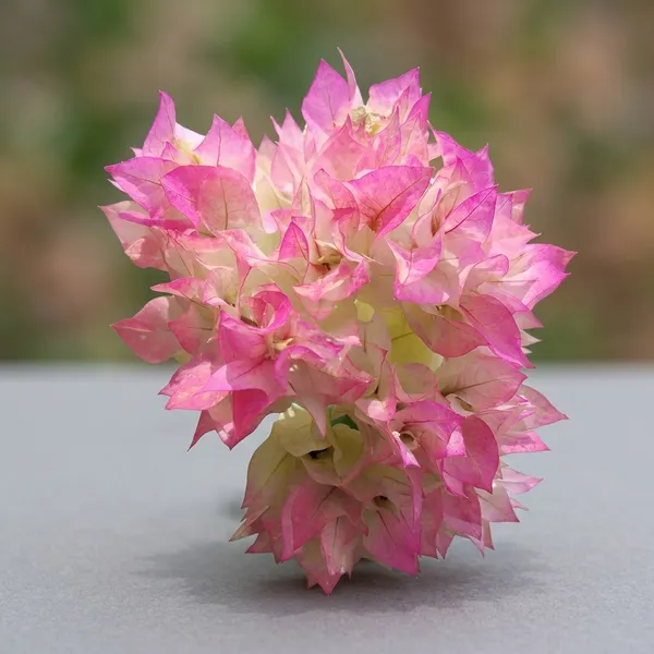 Cherry_Blossom_Bougainvillea_Flower_Plant