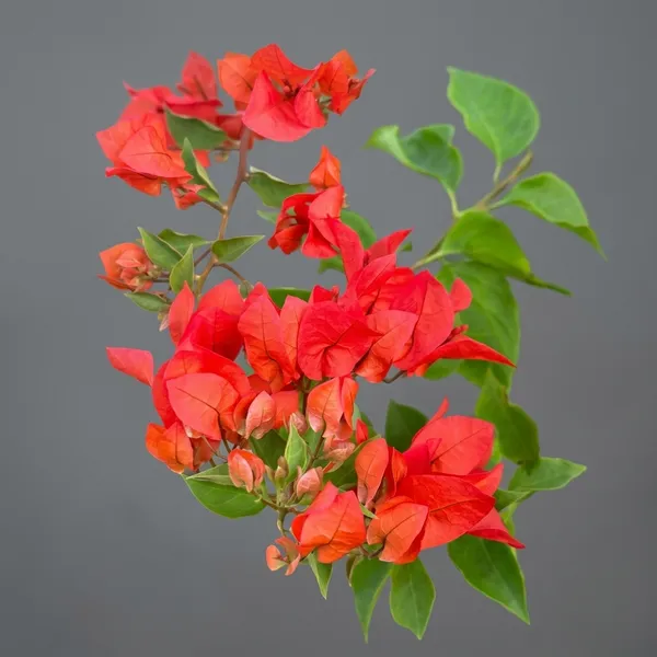 Chilli_Red_Bougainvillea_Flower_Plant