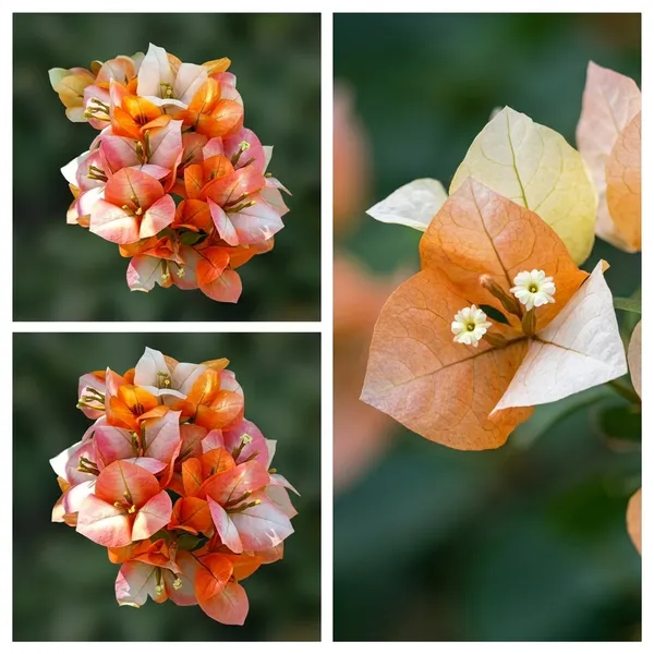 Golden_Sunshine_Bougainvillea_Flower_Plant