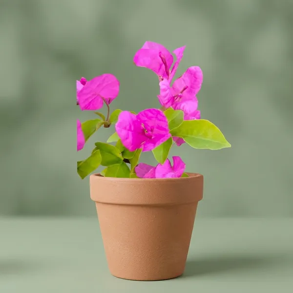 Hc_Buck_Bougainvillea_Flower_Plant