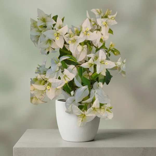 Miss_Alice_Bougainvillea_Flower_Plant