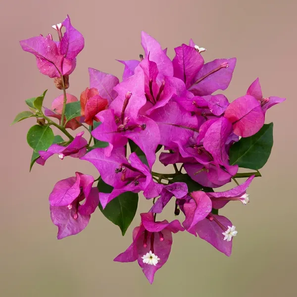 Partha_Bougainvillea_Flower_Plant