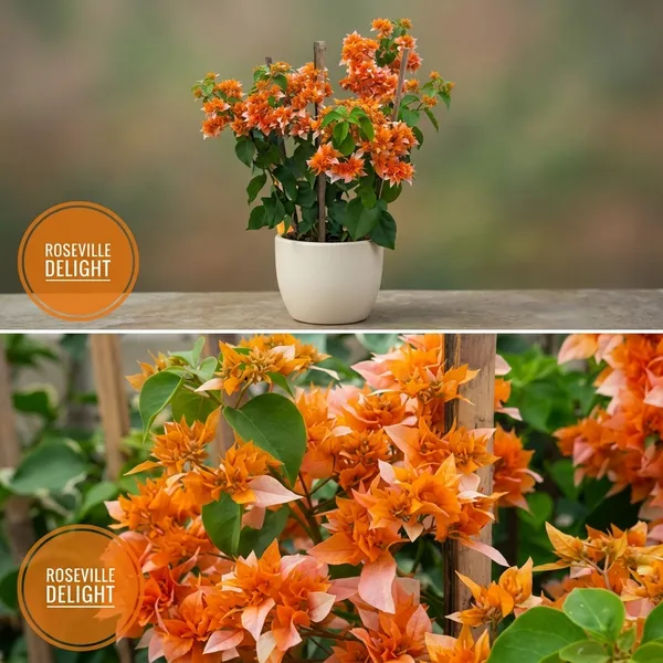 Roseville_Delight_Bougainvillea_Flower_Plant