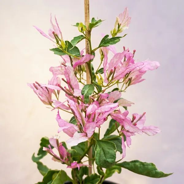 Spider_Bougainvillea_Flower_Plant