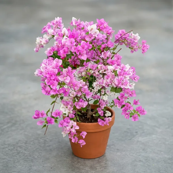 Splash_Bougainvillea_Flower_Plant