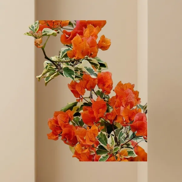 Sunset_Orange_Bougainvillea_Flower_Plant