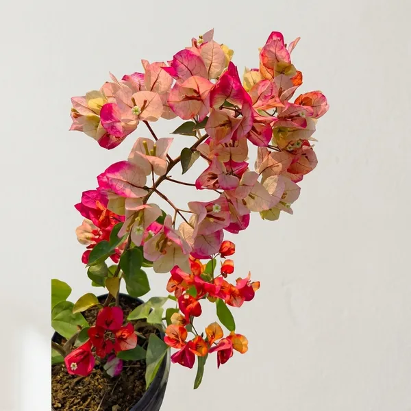 Thai_Chitra_Bougainvillea_Flower_Plant
