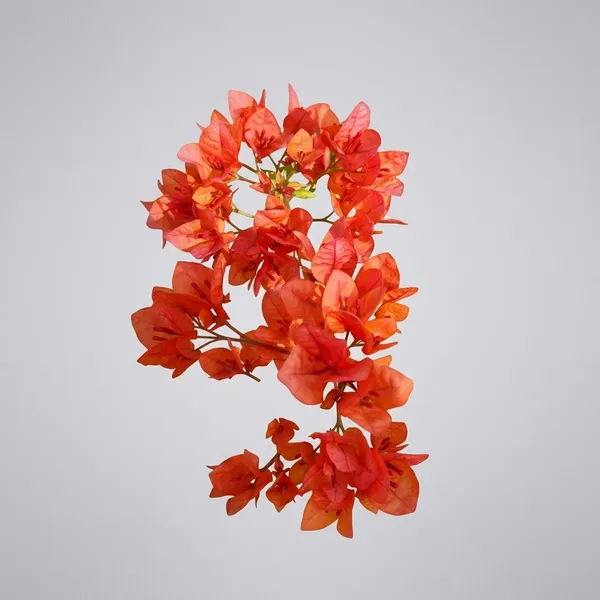 Jayakirana_Bougainvillea_Flower_Plant