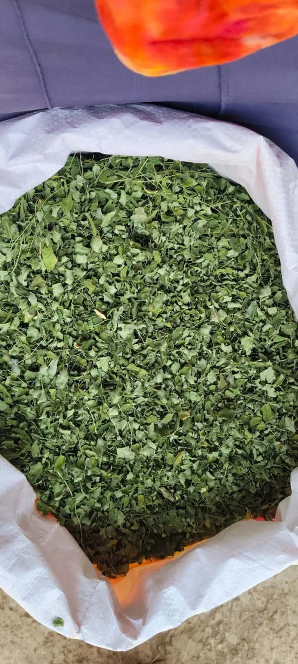 Fresh_Moringa_Leaves_(Drumstick_Leaves)_-_Premium_Quality