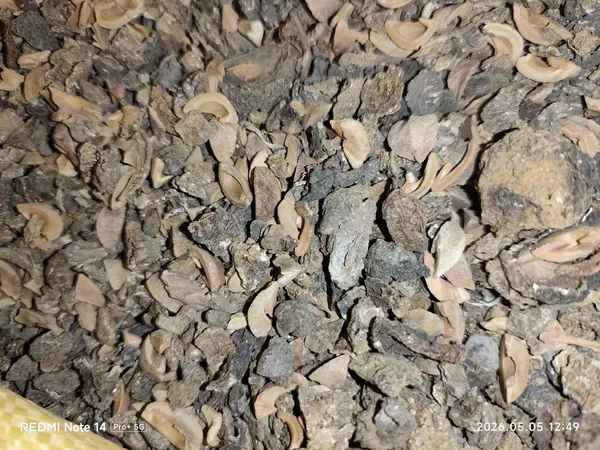 Arjun_Ki_Chaal_(Arjuna_Bark)_-_Natural_Herbal_Remedy