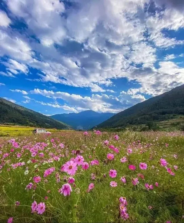 Ziro_Valley_White_Lily_Bergamot_Eau_da_Perfuma