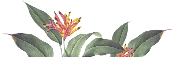Tropical_Bird_Of_Paradise_Wall_Mural_Botanical_Wallpaper_Premium_Living_Room_Design