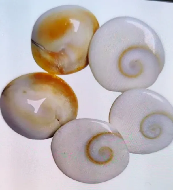 Premium_Natural_White_Spiral_Shell_Set_Of_5_(Total_4_sets)