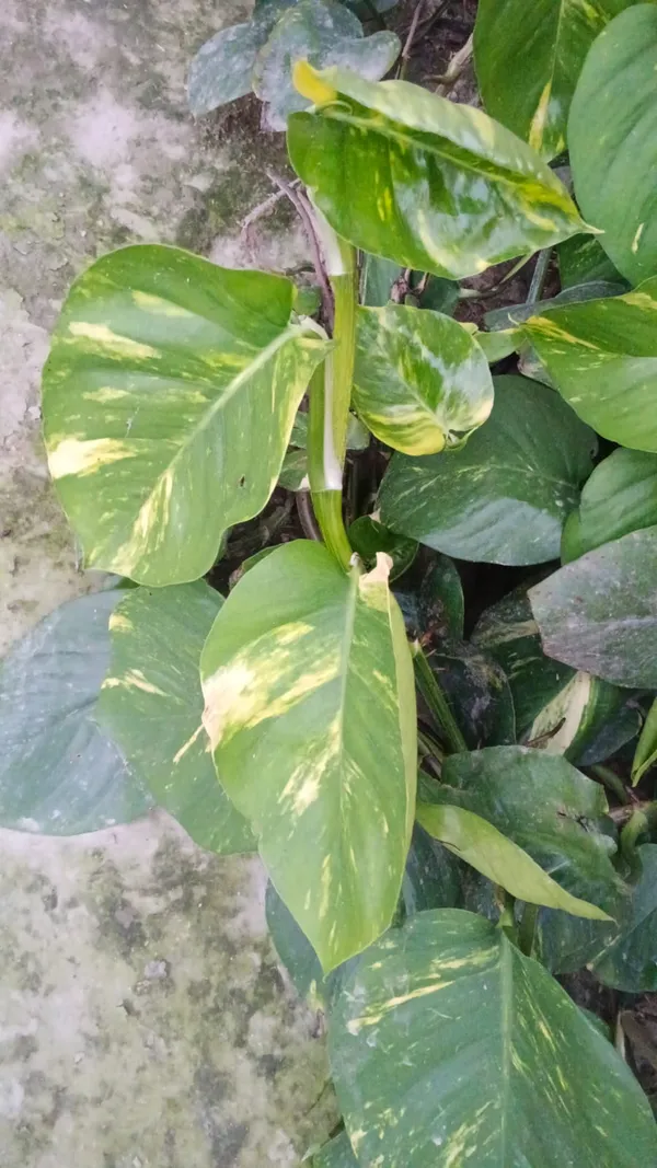 Variegated_Golden_Pothos_Money_Plant_-_Live_Indoor_Plant_With_Yellow-Green_Leaves