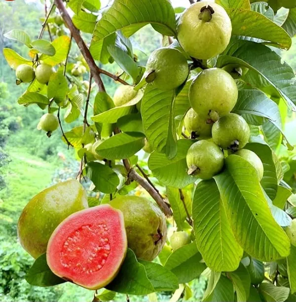 Pink_Guava_Fruit_Plant_Sapling_-_Live_Plant_For_Home_Garden