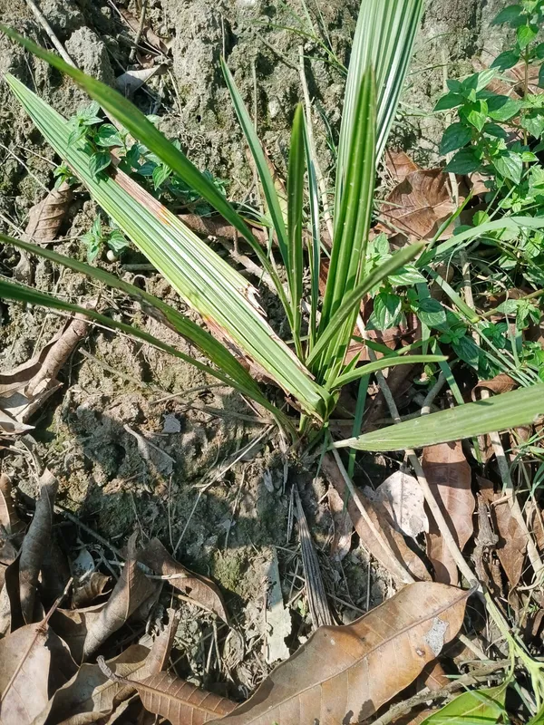 Young_Palm_Plant_Seedling