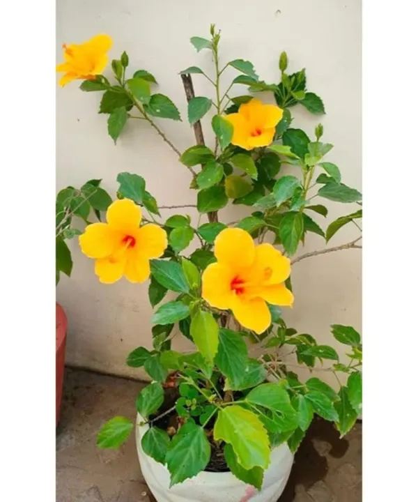 Yellow_Hibiscus_Flowering_Plant_In_White_Pot