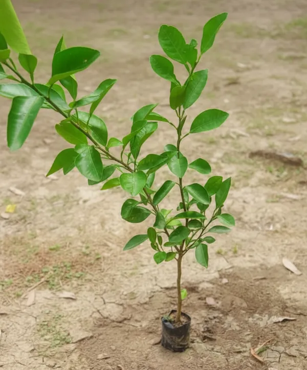 Live_Plant_Sapling_-_Young_Green_Plant