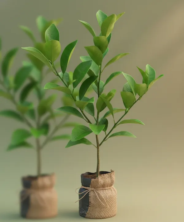 Live_Plant_Sapling_-_Young_Green_Plant