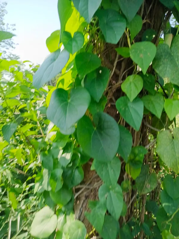 Heart-Shaped_Leaf_Vine_Plant