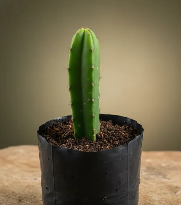 Dragon_Fruit_Cactus_Plant_-_Exotic_Edible_Fruit_Cactus_Sapling