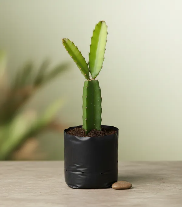 Dragon_Fruit_Cactus_Plant_-_Exotic_Edible_Fruit_Cactus_Sapling