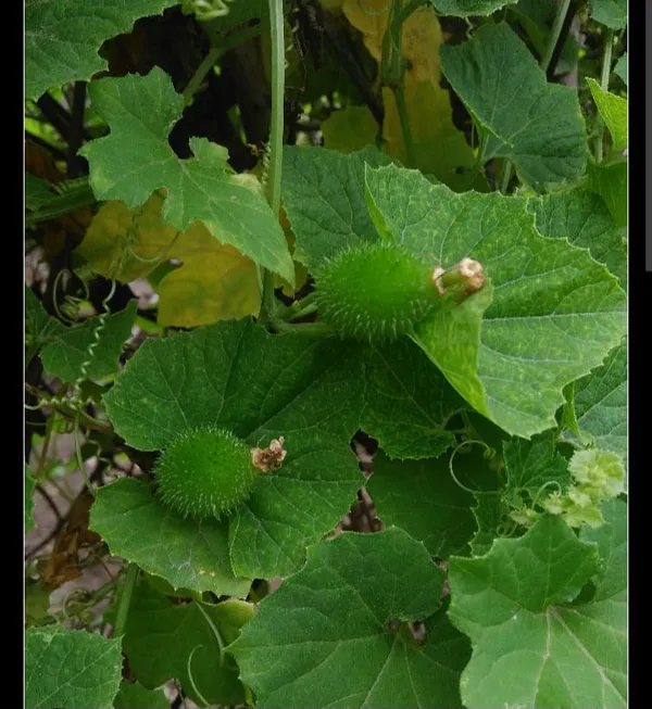 Fresh_Green_Cucumber_Plant_With_Growing_Fruits