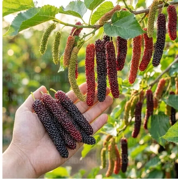 Long_Mulberry_Fresh_Fruit_Seeds_-_Black,_Red_&_Green_Varieties_For_Home_Gardening