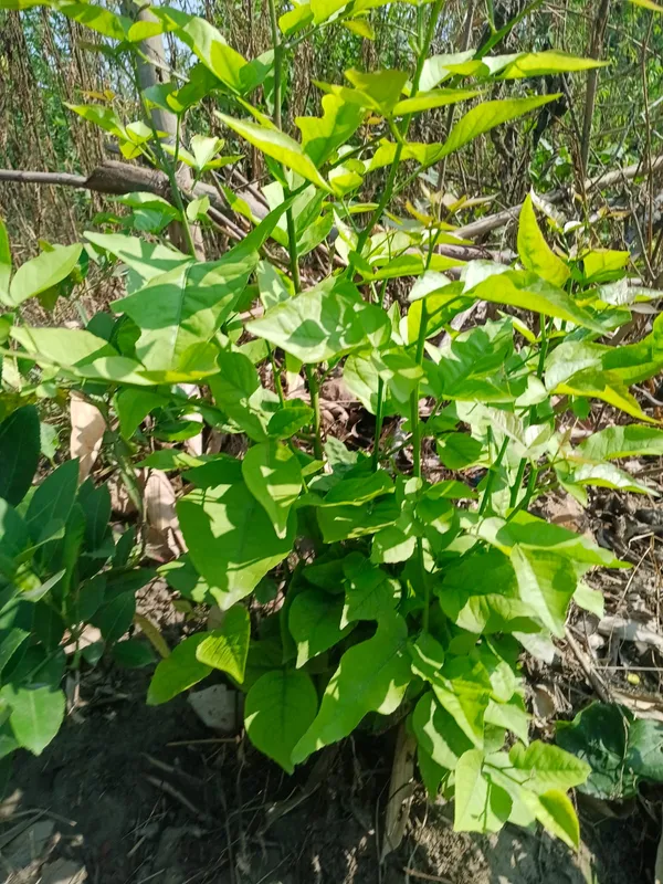 Fresh_Organic_Green_Leafy_Plant_Sapling