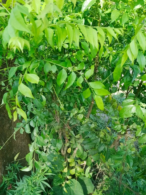 Neem_Plant_(Azadirachta_Indica)_-_Live_Medicinal_Tree_Sapling