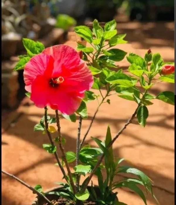 Red_Hibiscus_Flower_Plant_With_Green_Foliage