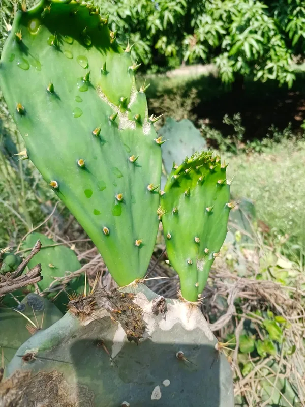 Opuntia_Cactus_Plant_-_Prickly_Pear_Paddle_Cactus