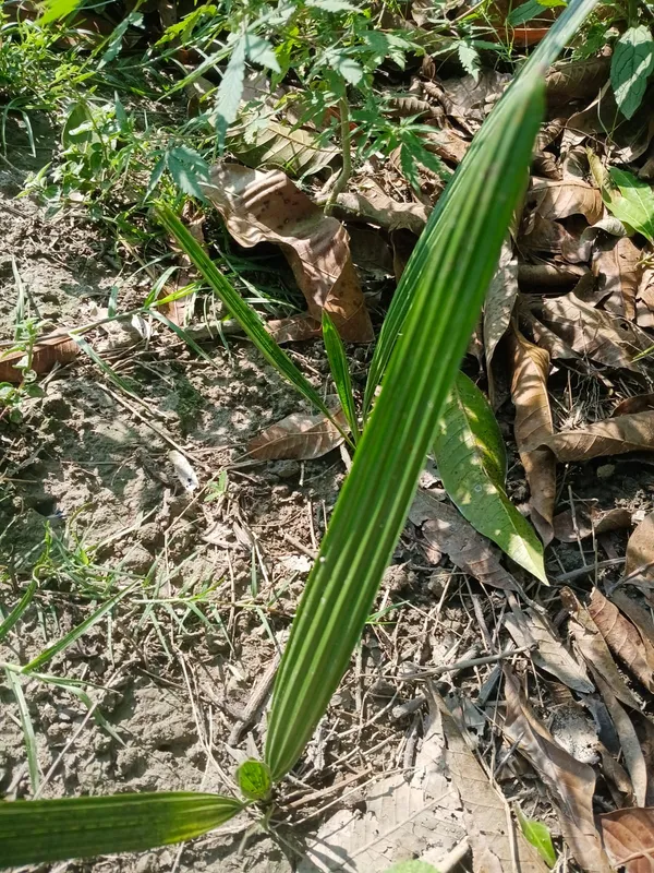 Young_Palm_Plant_Seedling