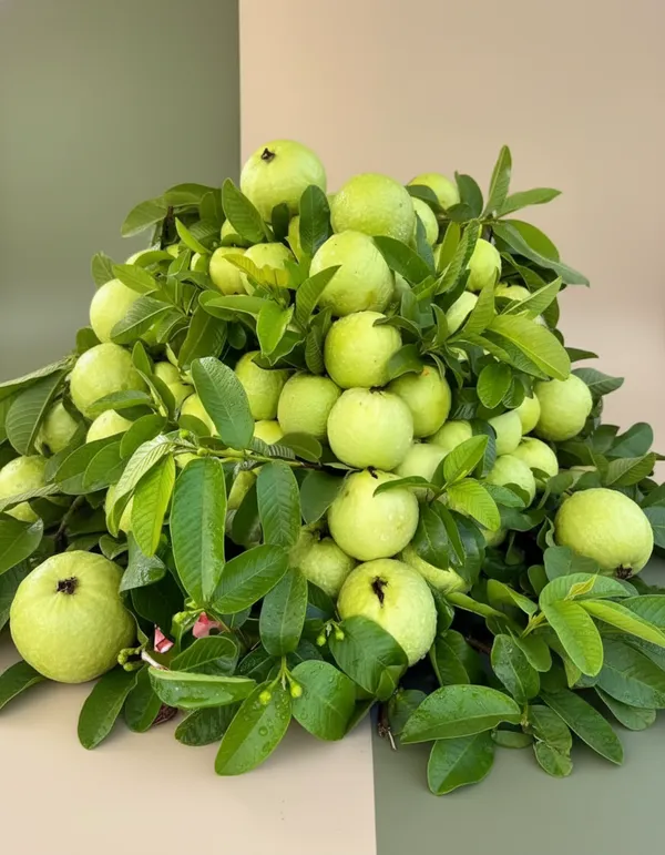 Fresh_Green_Guava_-_Premium_Quality_Natural_Fruit