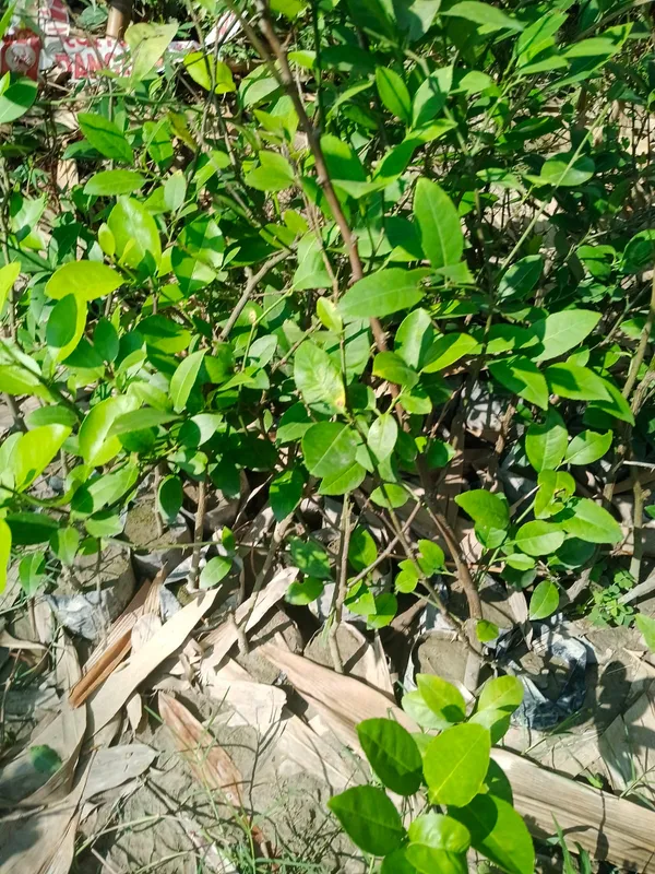 Fresh_Organic_Green_Leafy_Plant_Sapling