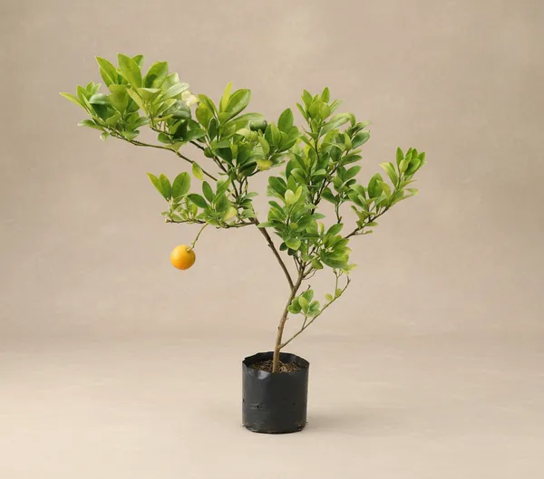 Citrus_Plant_Sapling_With_Fruit_(Lemon/Orange)