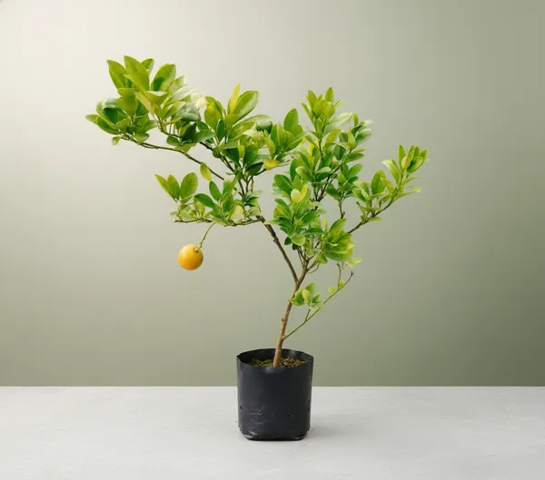 Citrus_Plant_Sapling_With_Fruit_(Lemon/Orange)