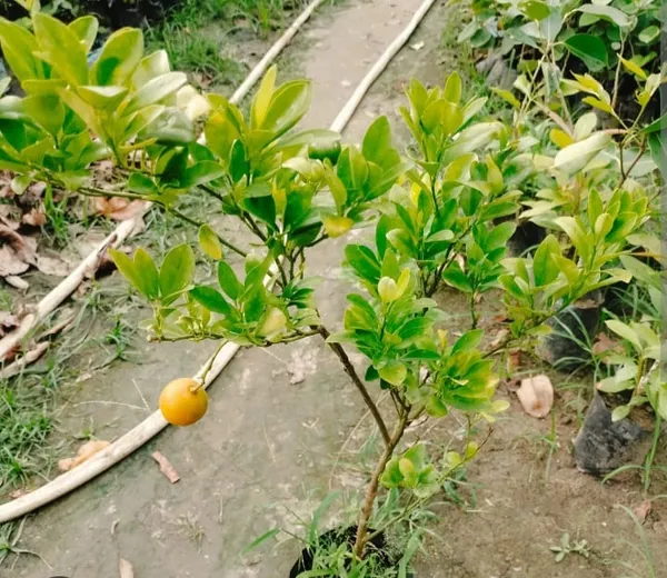 Citrus_Plant_Sapling_With_Fruit_(Lemon/Orange)