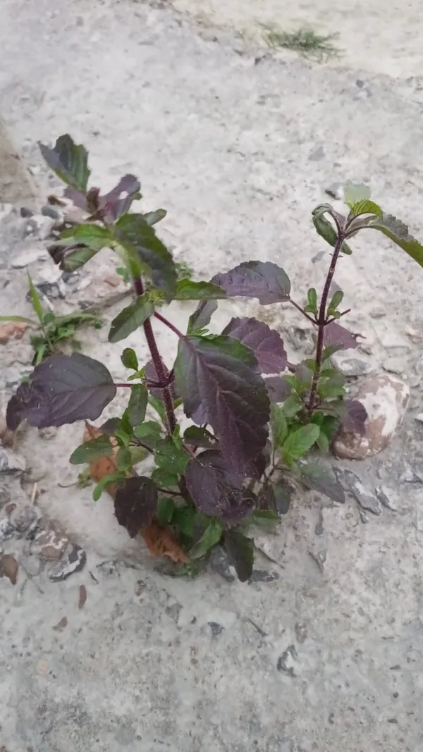 Purple-Leaf_Ornamental_Plant_Seedling