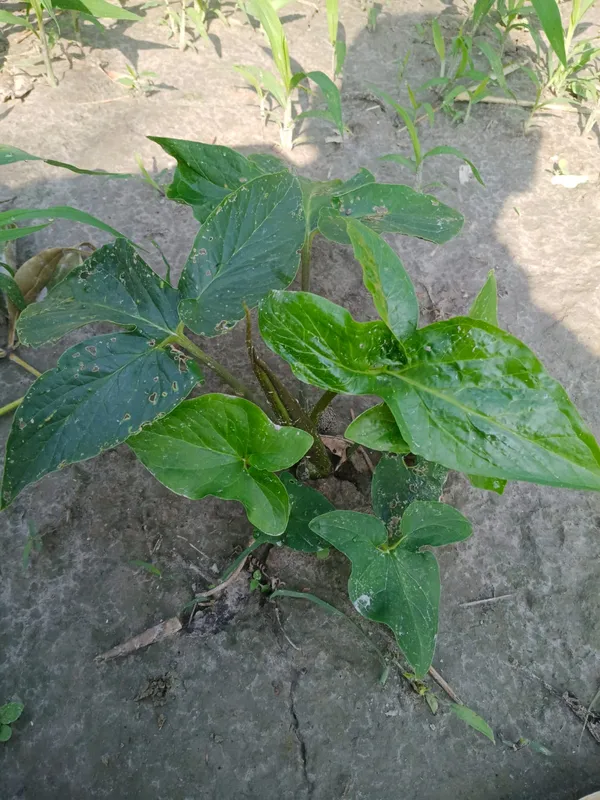 Live_Plant_Seedling_-_Young_Vegetable_Or_Crop_Plant