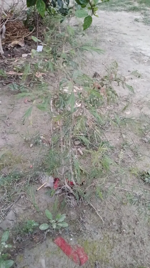 Wilted_Flowering_Plant_With_Broken_Pot