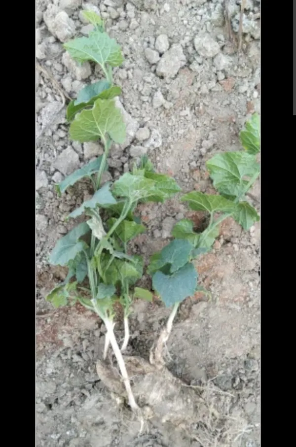 Fresh_Vegetable_Seedling_Plant_With_Root_System
