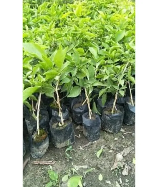 Grafted_Lemon_Plant_Sapling_In_Nursery_Bag