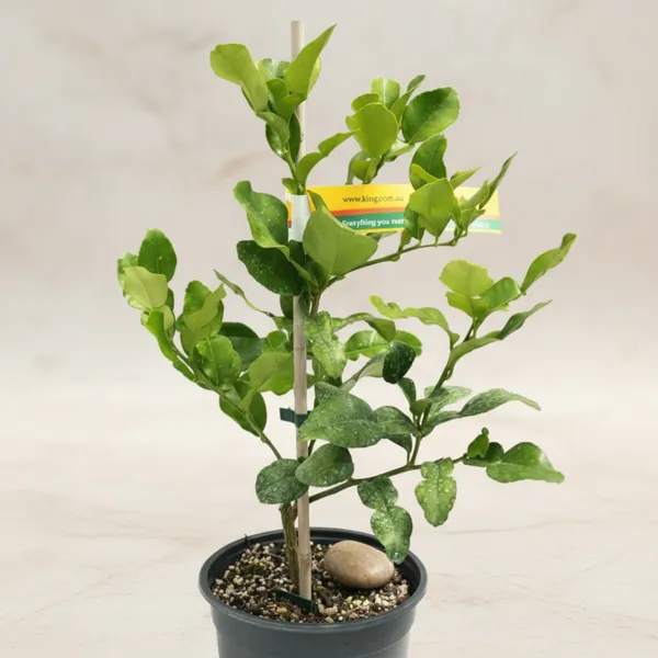 Meyer_Lemon_Tree_-_Live_Citrus_Plant_In_Pot