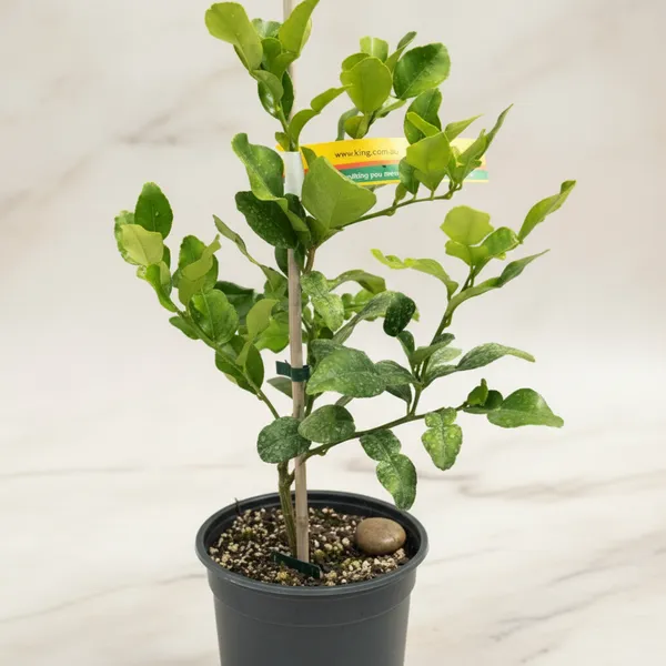Meyer_Lemon_Tree_-_Live_Citrus_Plant_In_Pot