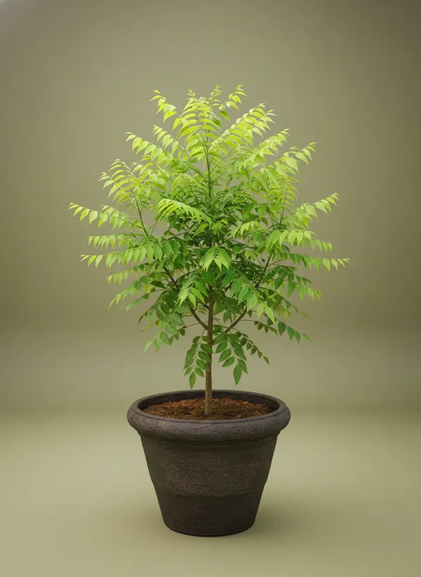 Neem_Plant_(Azadirachta_Indica)_-_Live_Medicinal_Tree_Sapling