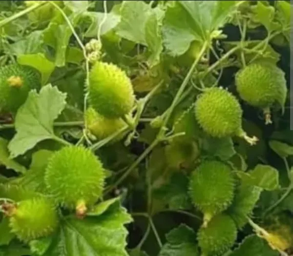Spiny_Bitter_Gourd_(Kantola/Kakrol)_Seeds_-_Fresh_Vegetable_Seeds_For_Home_Gardening
