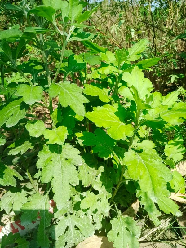 Fresh_Green_Leafy_Vegetable_Plant